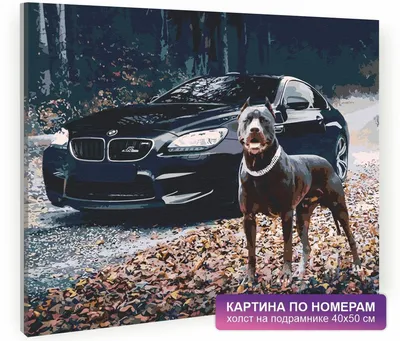 Картина на холсте 60x110 Альянс Лес \"BMW Собака dog E30\" на подрамнике /  интерьер/ декор — купить в интернет-магазине по низкой цене на Яндекс  Маркете