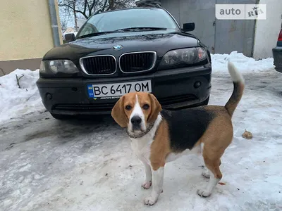 Избивший на Тюменском тракте собаку водитель BMW оказался известным  блогером | 31.07.2023 | Нижний Тагил - БезФормата