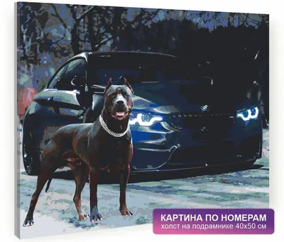 BMW Belarus - Cчастливого международного дня собаки! Фото от нашего  подписчика и его верного друга Чарли. А как зовут Вашего питомца? #dogday  #BMWrepost facebook.com/SvyatoslavSokol | Facebook