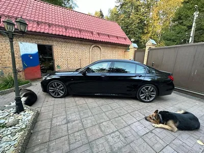 Купить майка для собак и кошек Arnydog BMW красная S, длина спины 25 см,  цены на Мегамаркет | Артикул: 600012335742