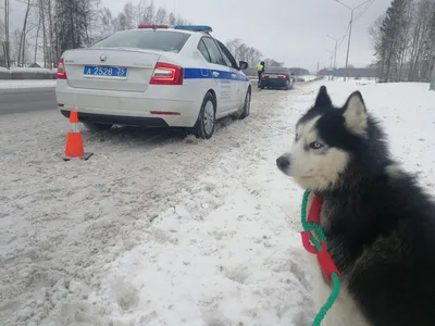 МыРисуем Картина по номерам 40х50 Собаки и авто. Ротвейлер и БМВ Х5