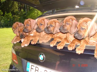 82200416254 BMW Безопасная шлейка для собак,HUNDESICHERHEITSGESCHIRR купить  в интернет-магазине AvtoTO