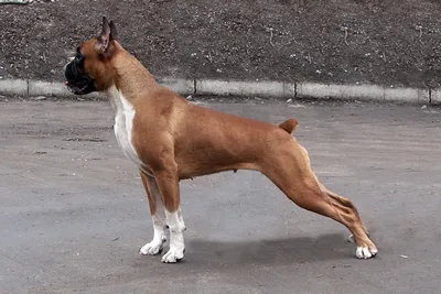 Собаки » Породы » Немецкий боксер