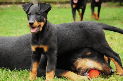 ✓ Немецкий боксёр - самая игривая порода среди охранных собак - YouTube
