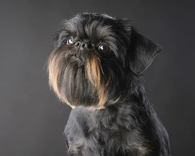 Собака брюссельский гриффон фото фотографии