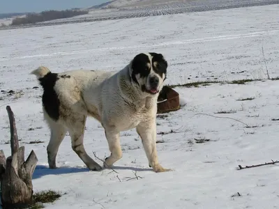 🐶Самые известные крупные собаки: Айкама Зорба, Зевс и Бульдозер | Собачье  дело | Дзен