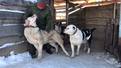 Алабай Бульдозер: самый большой алабай в мире