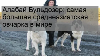 🐶Самые известные крупные собаки: Айкама Зорба, Зевс и Бульдозер | Собачье  дело | Дзен