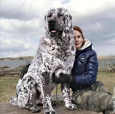 Пять самых больших пород собак в мире, фото