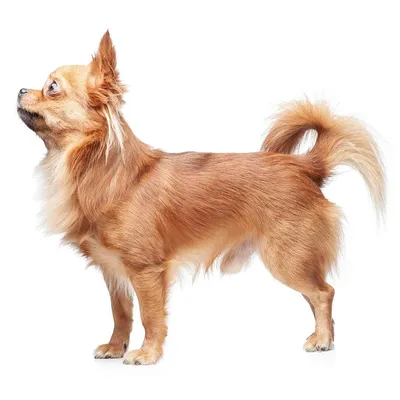 Чихуахуа собака: фото, описание породы, характера, ухода