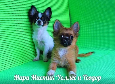 Щенки чихуахуа/Chihuahua puppies | Черный мини мальчик, бело-рыжий  стандартный мальчик