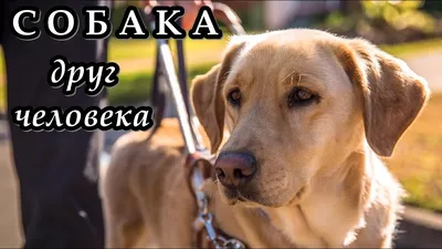 Собака друг человека» — создано в Шедевруме
