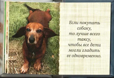 Собака – лучший друг человека: как наш питомец помогает нам