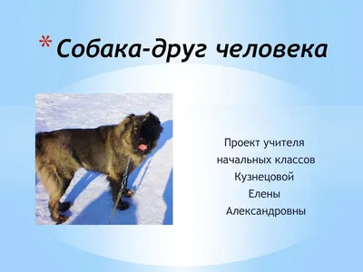 СОБАКА - Друг человека - YouTube