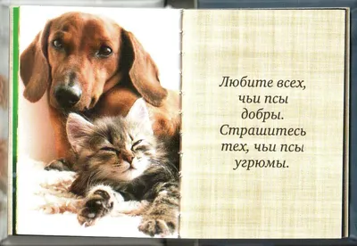 Основной ассортимент : Собака - друг человека (т.59-3)