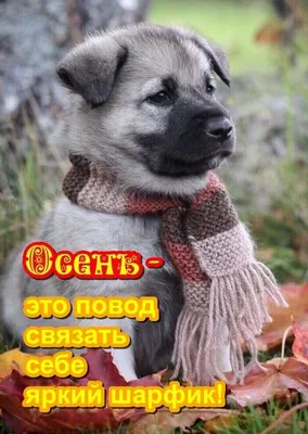 Собака-друг человека | Графика | Автор: Света Болюк - DotArt.info