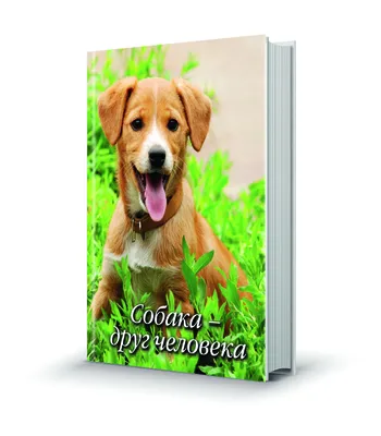 СОБАКА - ДРУГ ЧЕЛОВЕКА!❤🐕 | Группа на OK.ru | Вступай, читай, общайся в  Одноклассниках! | Осенние картинки, Трафаретные надписи, Позитивные цитаты
