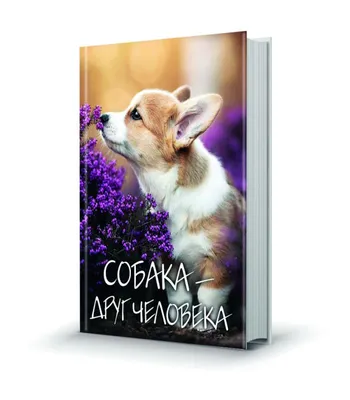 Собака – друг человека?