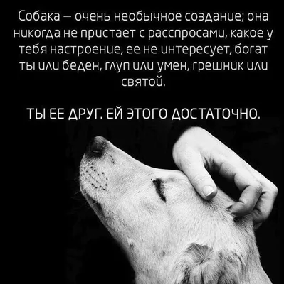 Собака- друг человека. — Фото №33148