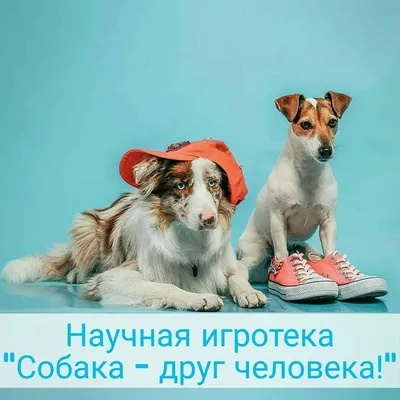 Никогда не задумывались? Нетривиальные причины завести собаку - 11.02.2023  | Rnews.ru