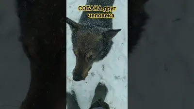 Собака – друг человека. А человек собаке? ::Выксунский рабочий