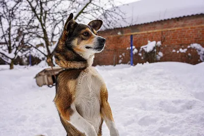 Собака - друг человека! — Dprofile