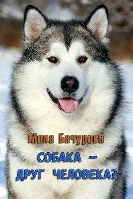 Почему собака – друг человека? | ЗооБлог
