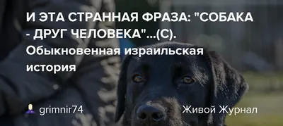 Собака – друг человека... | Папмамбук