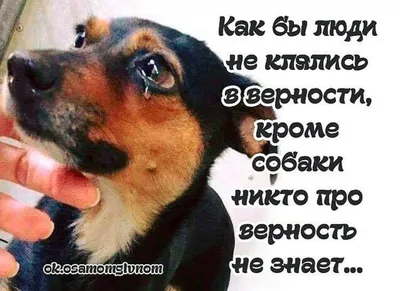 Собака друг человека | Kyiv