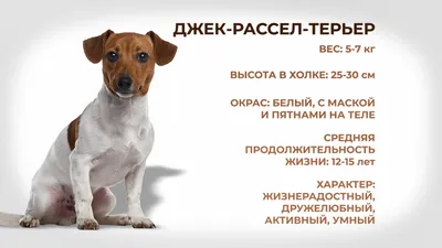 Джек-рассел-терьер – знаменитая собака из фильма «Маска» | Собаки |  Dogsacademy.ru | Дзен