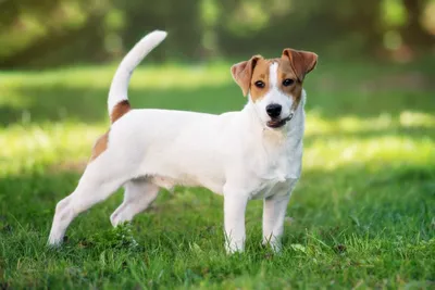 JACK RUSSELL TERRIER | Джек рассел терьер, Джек рассел, Терьер