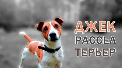 Описание собаки Джек Рассел Терьер! | Пикабу