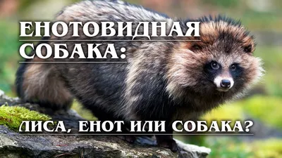 Енот и енотовидная собака: как отличить этих животных? | Amazing Animals |  Дзен