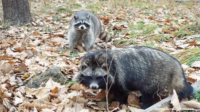 Еноты и енотовидная собака вышли из спячки в Московском зоопарке