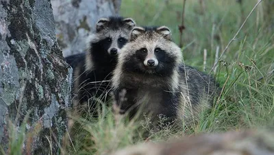 Енотовидная собака (Nyctereutes procyonoides). Фотограф Сергей Рыжков