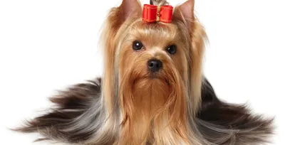 Бивер йорк (Biewer Terrier) - это энергичная, веселая и активная порода  собак. Описание, фото и отзывы.