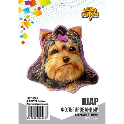 Всем привет 🐾. . . . . . #йорк #йоркширскийтерьер #собака #yorkie #yorkies  #yorkiesofinstagram #york #yorkshireterrier #yorki… | Terrier, Dogs,  Yorkshire terrier
