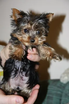 йоркширский терьер, yorkshire terrier,cute dog,my bby | Йоркширский терьер,  Терьер, Собаки