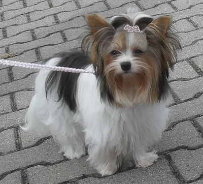 Собака ёрк на Лермонтова, 23 ищет хозяев | Pet911.ru