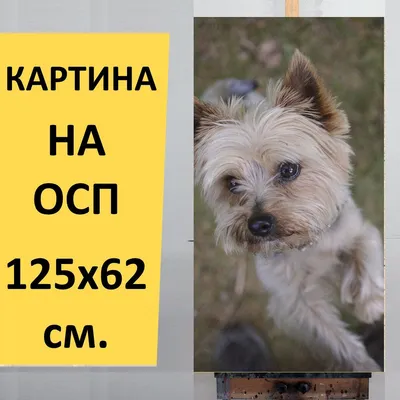 Собака, йоркширский терьер породы тяжело гружёный Стоковое Изображение -  изображение насчитывающей влюбленность, фронт: 126730789