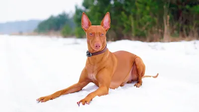 Фараонова собака (Pharaoh hound) (Породы собак) собаки фараонов, собаки  фараонов фото, фараонова собака фото, фараонова собака купить, фараонова  собака цена, породы собак фараонова собака Энциклопедия о животных EGIDA.BY