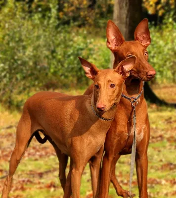 Фараонова собака (Pharaoh Hound) - небольшая, активная и умная порода собак.  Описание, фото и отзывы о породе.