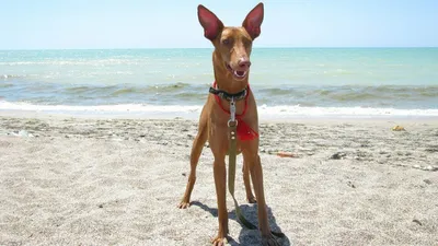 Extra Special Pharaoh Hounds - Пятница?! Не может быть! 🎉🎉🎉 #фараон  #фараоновасобака #фараонукраина #щенкифараоновойсобаки #фараоныкиев  #pharaohhound #pharaoh #pharaohpuppy #instadog #dogsofinstagram #dog #собака  #dogslife #dogphotograpy | Facebook