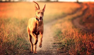 Фараонова собака\" Pharaoh Hound …» — создано в Шедевруме