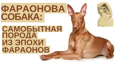 Фараонова собака: Раньше её считали древнейшей породой собак. Но оказалось,  что она возникла совсем недавно. Как так получилось? | Пикабу