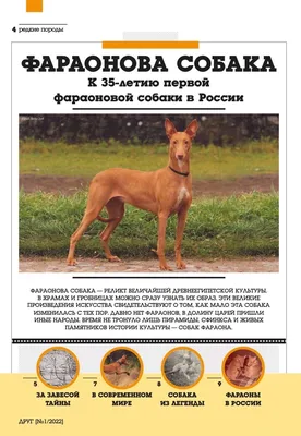 фараонова собака pharaohhound (@kennel_happy_history) • Instagram photos  and videos