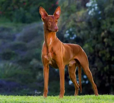 Pharaoh Hound kennel on Instagram: “👀 #pharaohs#собака#фараоны_тольятти # фараон #фараоновасобака #собакитольятти#хендле… | Dog anatomy, Pharaoh  hound, Domestic dog
