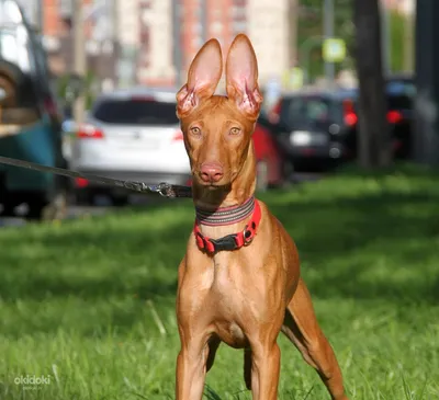 ФАРАОНОВА СОБАКА. Pharaoh Hound. Продаются щенки | ВКонтакте