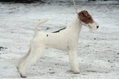 белая и коричневая собака лежит в грязи, фокстерьер картинки, животное,  собака фон картинки и Фото для бесплатной загрузки