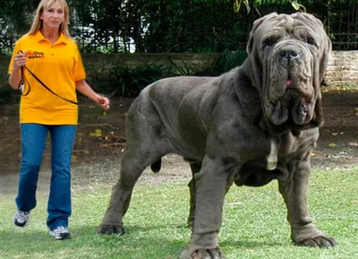 Самая крупная порода собак в мире - 78 фото